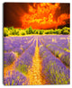 Beautiful Lavender Field and Sunset, Floral Canvas Art Print, 28"x60"