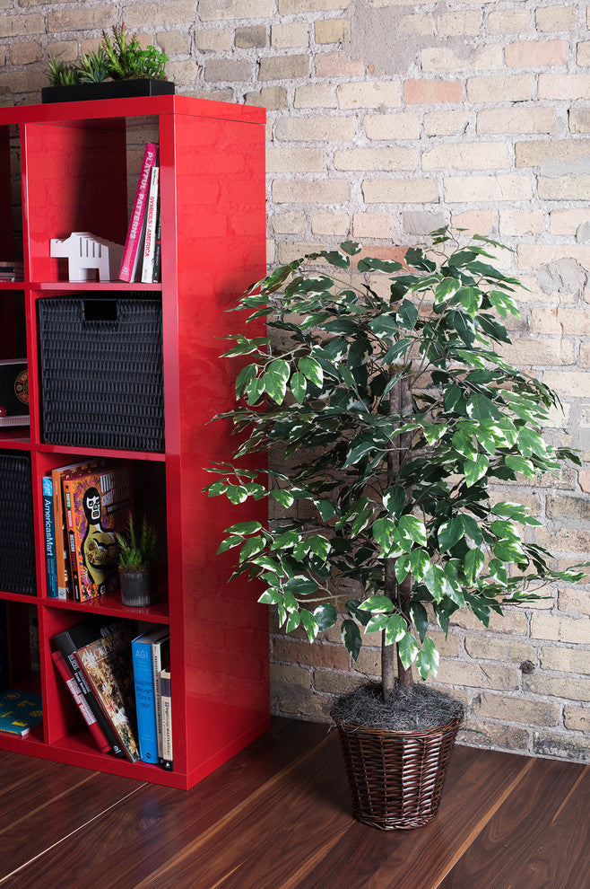 Vickerman 4' Variegated Ficus Bush