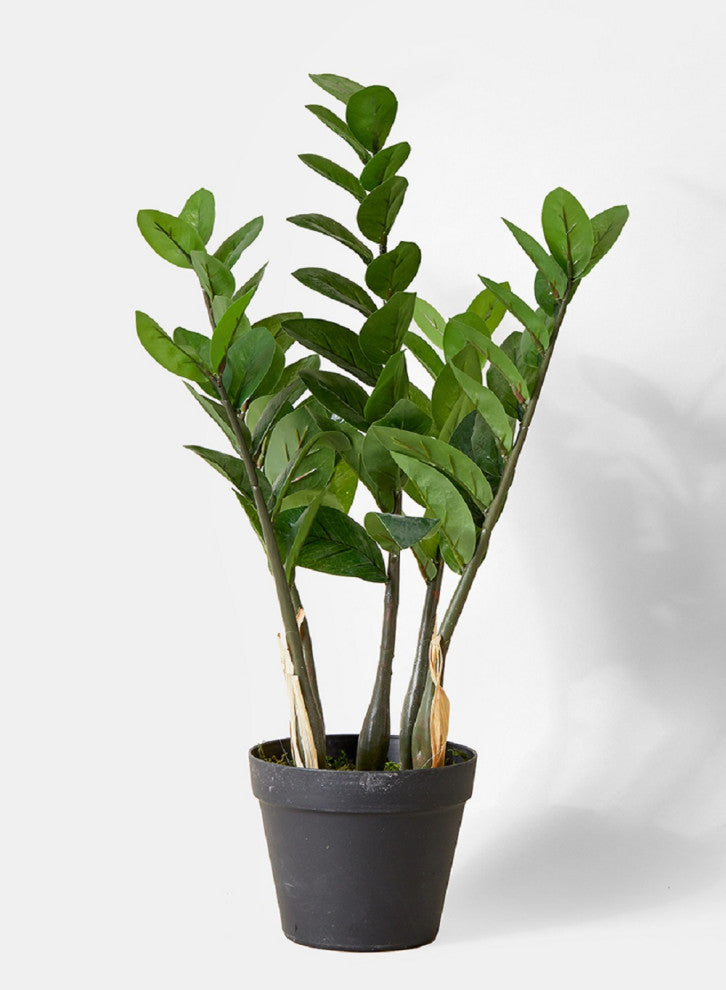 Serene Spaces Living Faux Zanzibar Gem Plant in Black Pot, 24"
