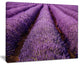 "Endless Rows of Lavender Field" Landscape Wall Art Print, 40"x30"