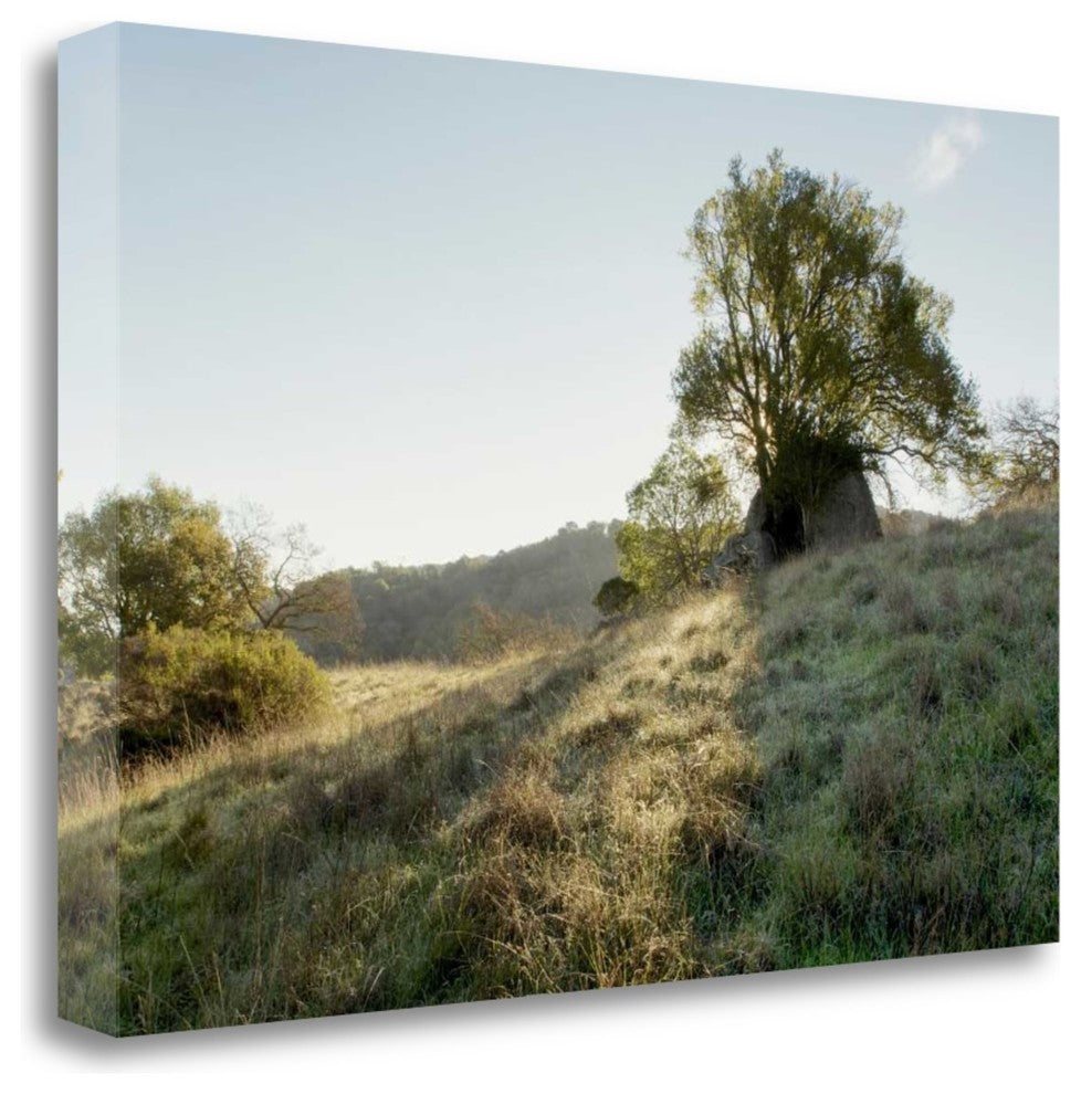 "Oak Tree - 36" By Alan Blaustein, Giclee Print on Gallery Wrap Canvas