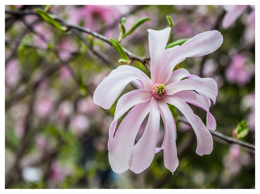 Beautiful Magnolia Flowers, Large Floral Canvas Art Print, 40"x30"