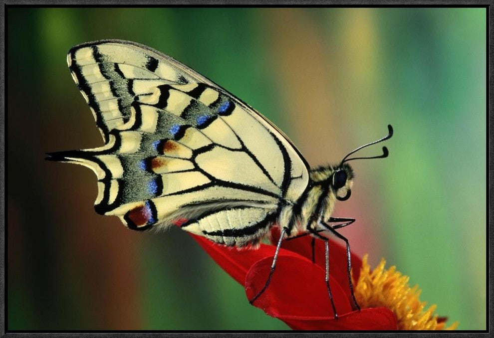 "Oldworld Swallowtail side view, Europe"  by Jef Meul, 25x17"