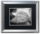 PIPA Fine Art ''Dew on Leaf of Rose Plant'' Matted Framed Art, 20x16