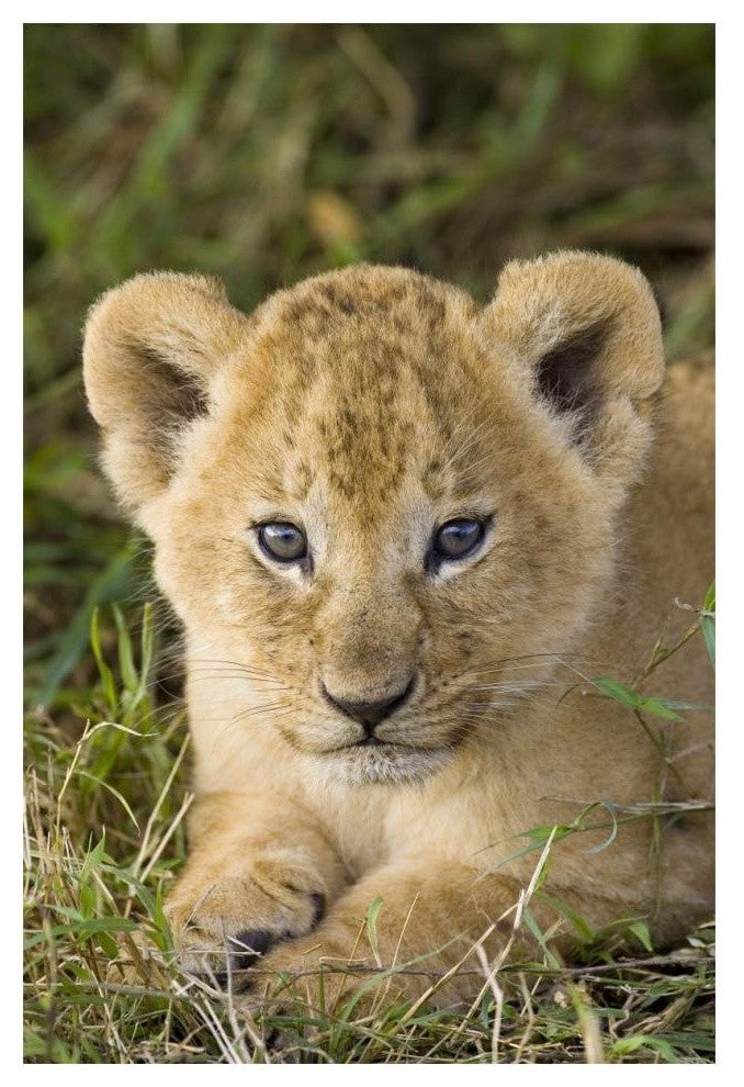 "African Lion 5 week old cub, vulnerable, Masai Mara Reserve" Paper Art, 14"x20"