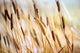 "Softly in the Wind, One" Canvas, 40"x60"