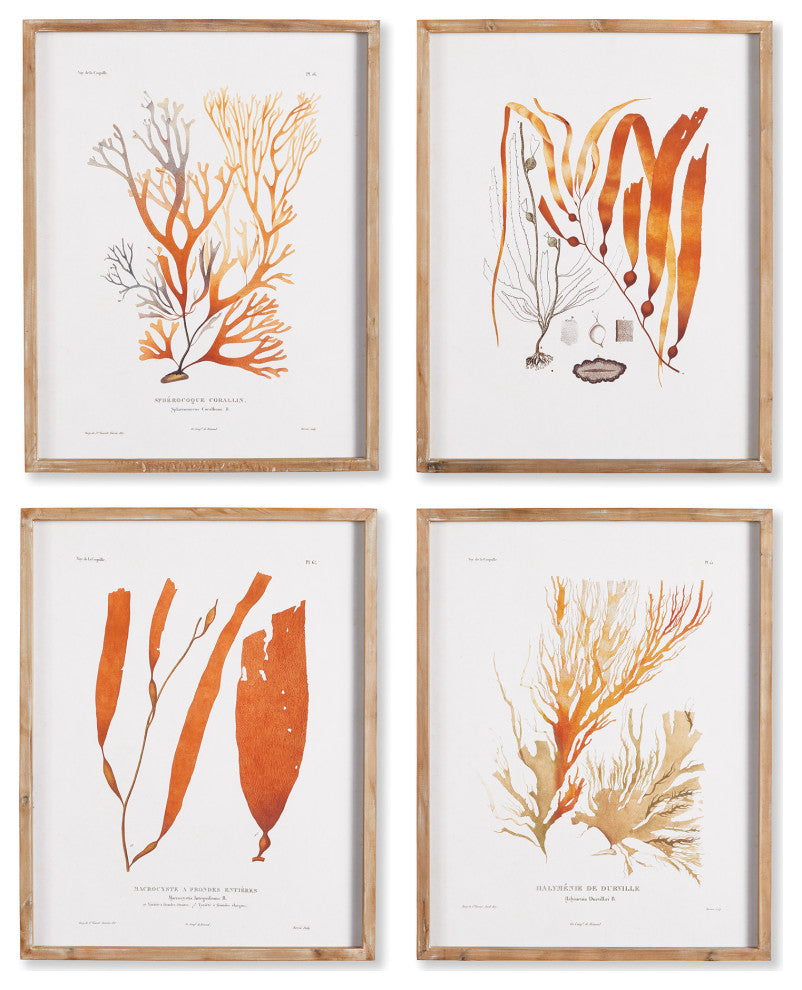 4-Piece Coral Reef Study Set