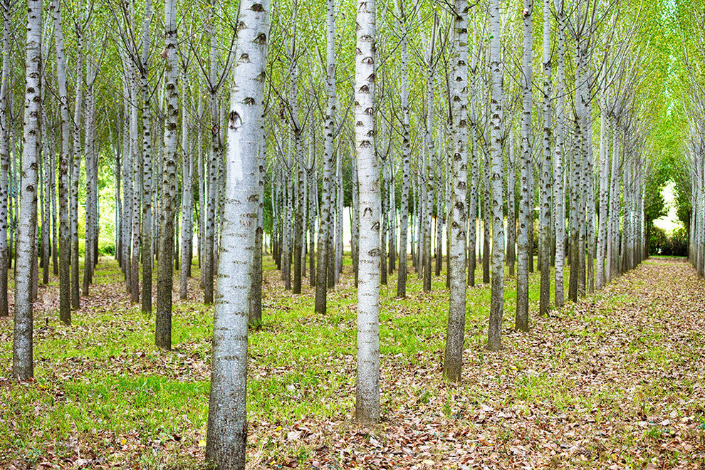 "Into the Woods, Five" Paper, 40"x60"