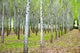 "Into the Woods, Five" Paper, 40"x60"