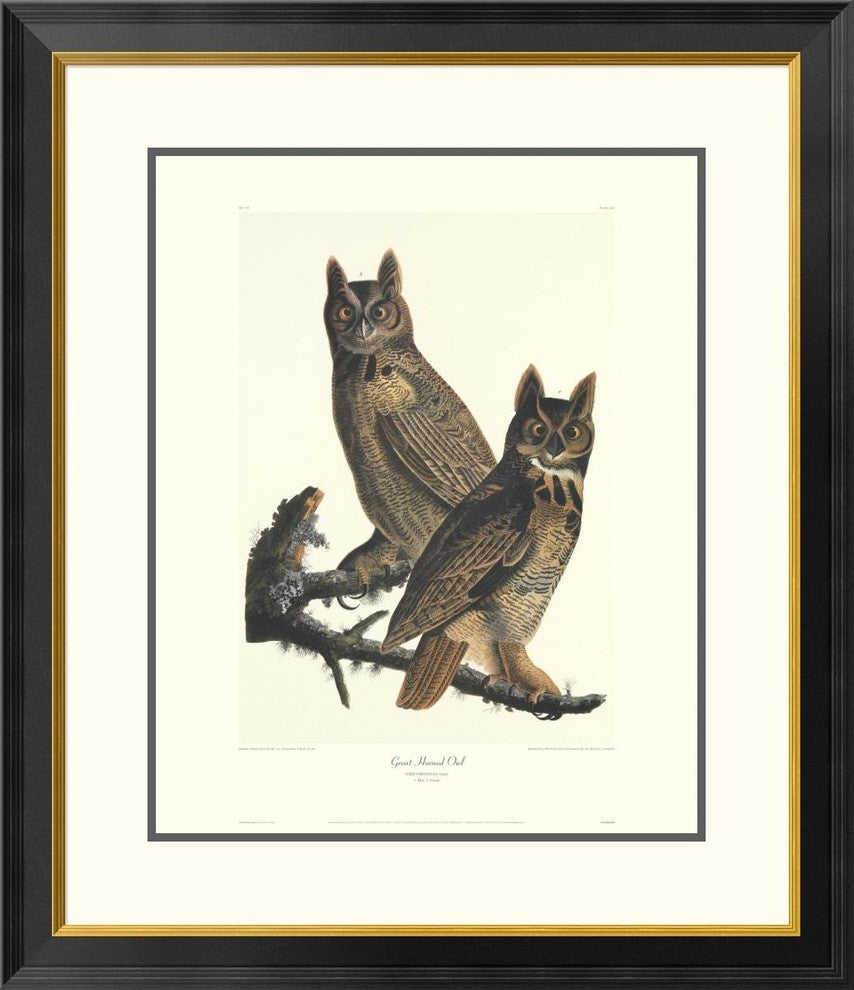 "Great Horned Owl (decorative border)"  by John James Audubon, 28x34"