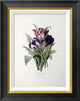 "Tulips" Framed Canvas Giclee by Pierre Joseph Redoute, 18"x22"