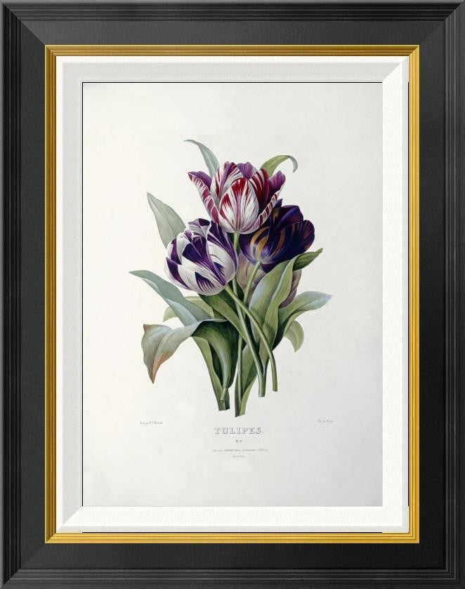 "Tulips" Framed Canvas Giclee by Pierre Joseph Redoute, 18"x22"