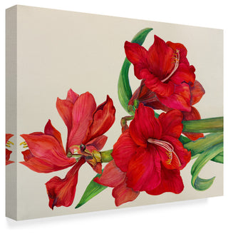 Joanne Porter 'Amaryllis Standing Tall' Canvas Art, 32"x24"
