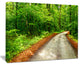 "Pathway in Deep Moss Forest" Landscape Art Print Canvas, 20"x12"