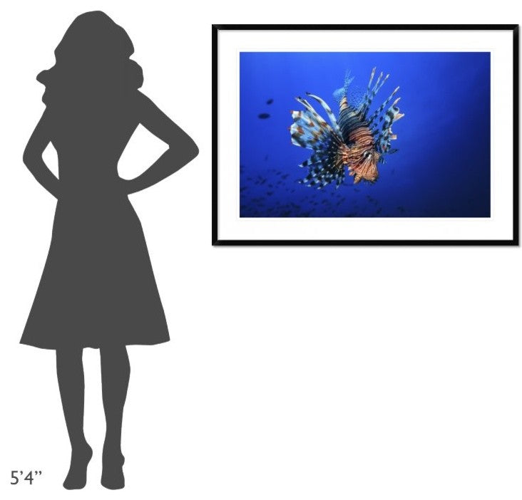 "Lionfish" Framed Digital Print by Barathieu Gabriel, 44x32"