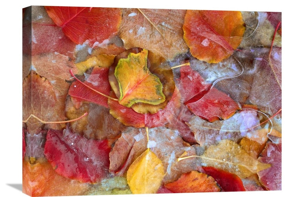"Cottonwood Frozen Leaves, North America" Artwork