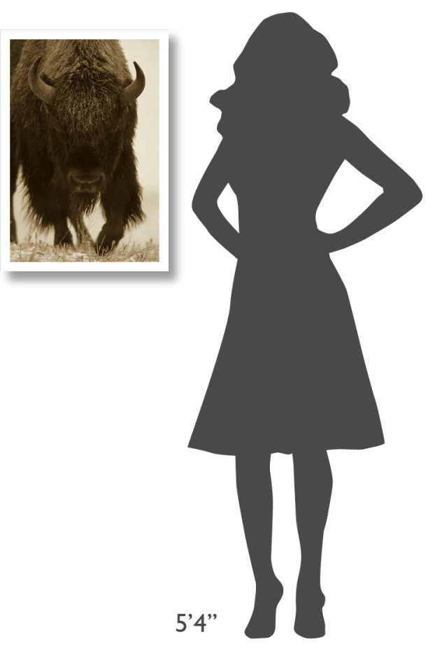 "American Bison portrait in snow, North America" Paper Art, 18"x26"