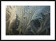 Frost Crystal Patterns On Glass, Ross Sea, Antarctica, 36"x26"