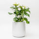 Ainslie Planter