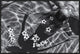"Frangipani Tree" Framed Canvas Giclee by Gloria Salgado Gispert, 31x21"