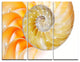 "Isolated Nautilus Shell" Metal Wall Art, 3 Panels, 36"x28"