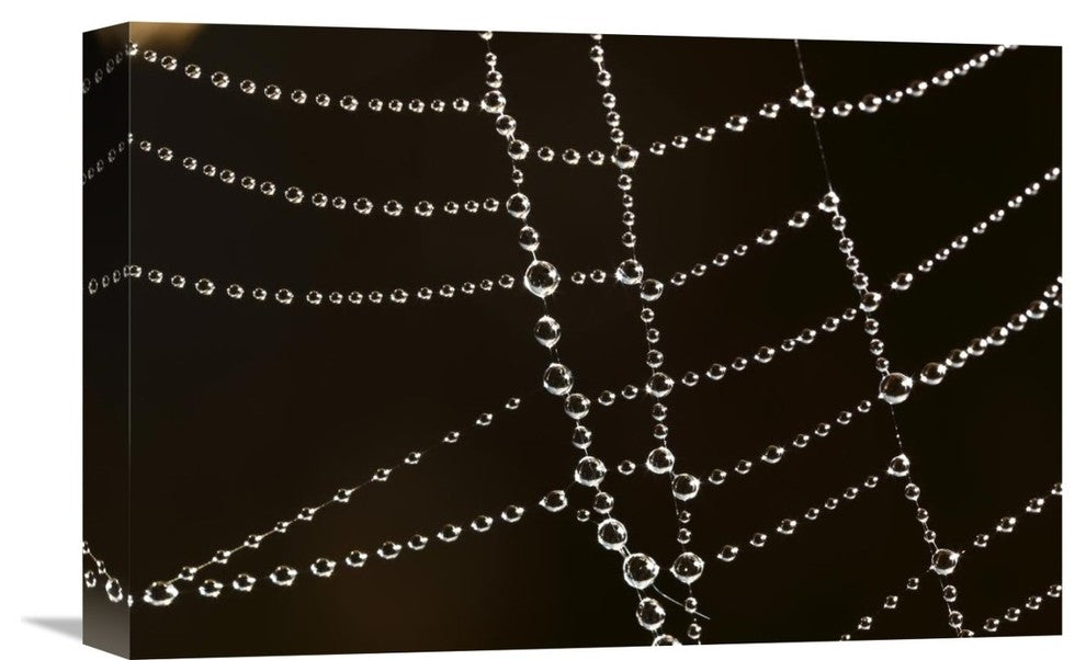 "Spider Web With Beads Of Dew, France" Artwork, 18" x 12"