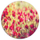 Fantastic View Of Wild Poppy Flowers, Flower Disc Metal Wall Art, 23"