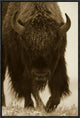 "American Bison portrait in snow, North America"  by Tim Fitzharris, 17x25"