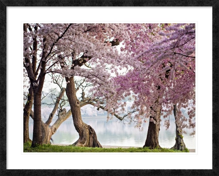 "Cherry trees bloom, Washington, USA" Framed Digital Print by Anonymous, 40x32"