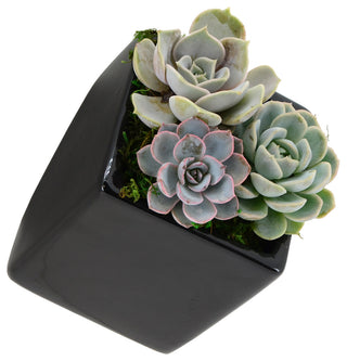 Small Cube Wall Planter, Black