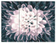 "Macro Chrysanthemum Flower" Metal Art, 3 Panels, 36"x28"