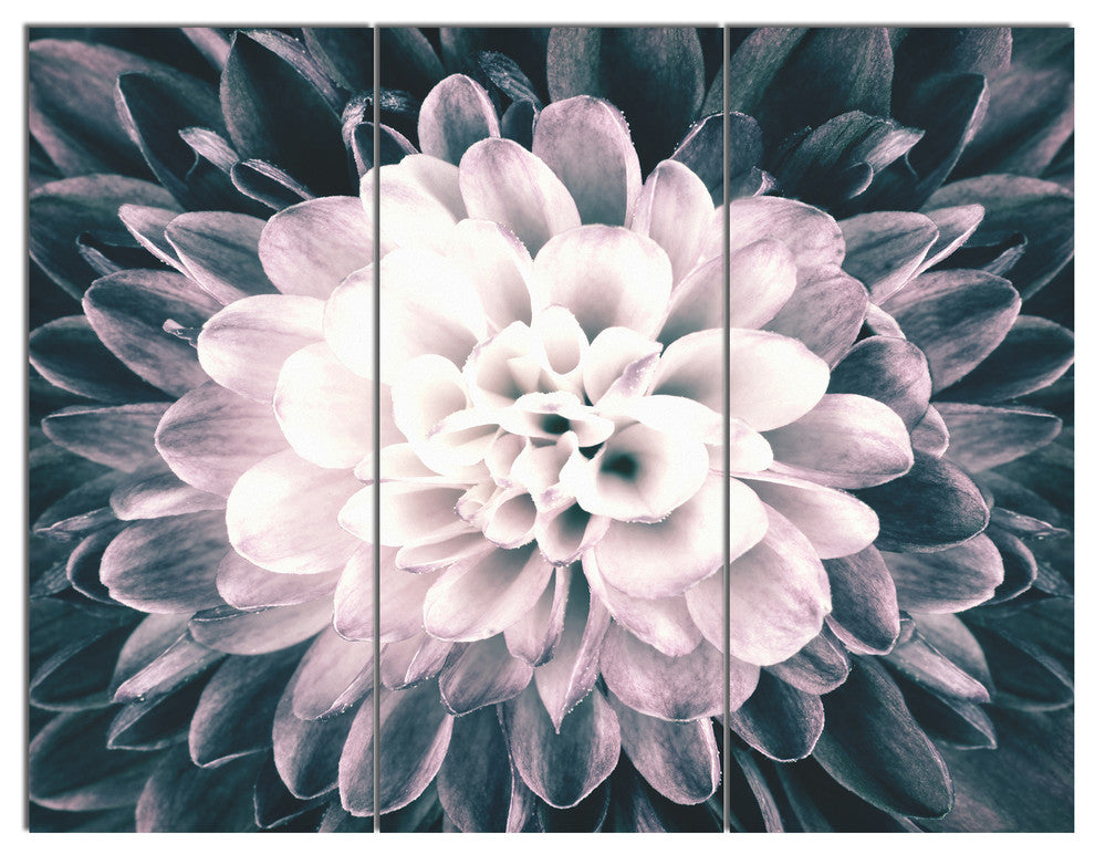 "Macro Chrysanthemum Flower" Metal Art, 3 Panels, 36"x28"