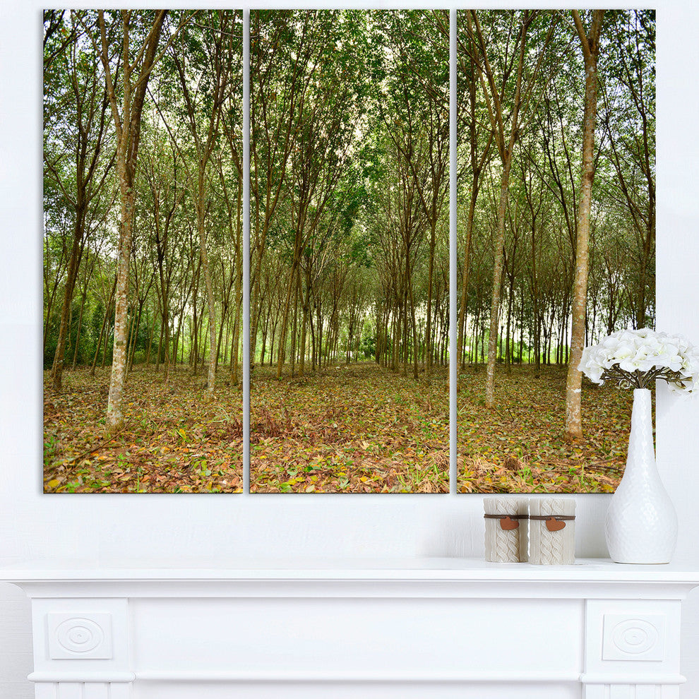 "Rubber Tree Plantation during Midday" Metal Wall Art, 3 Panels, 36"x28"