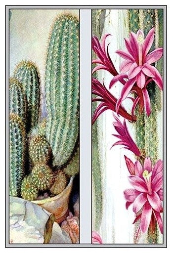 Cactus and Flower- Gallery Wrapped Canvas Art 28" x 42"