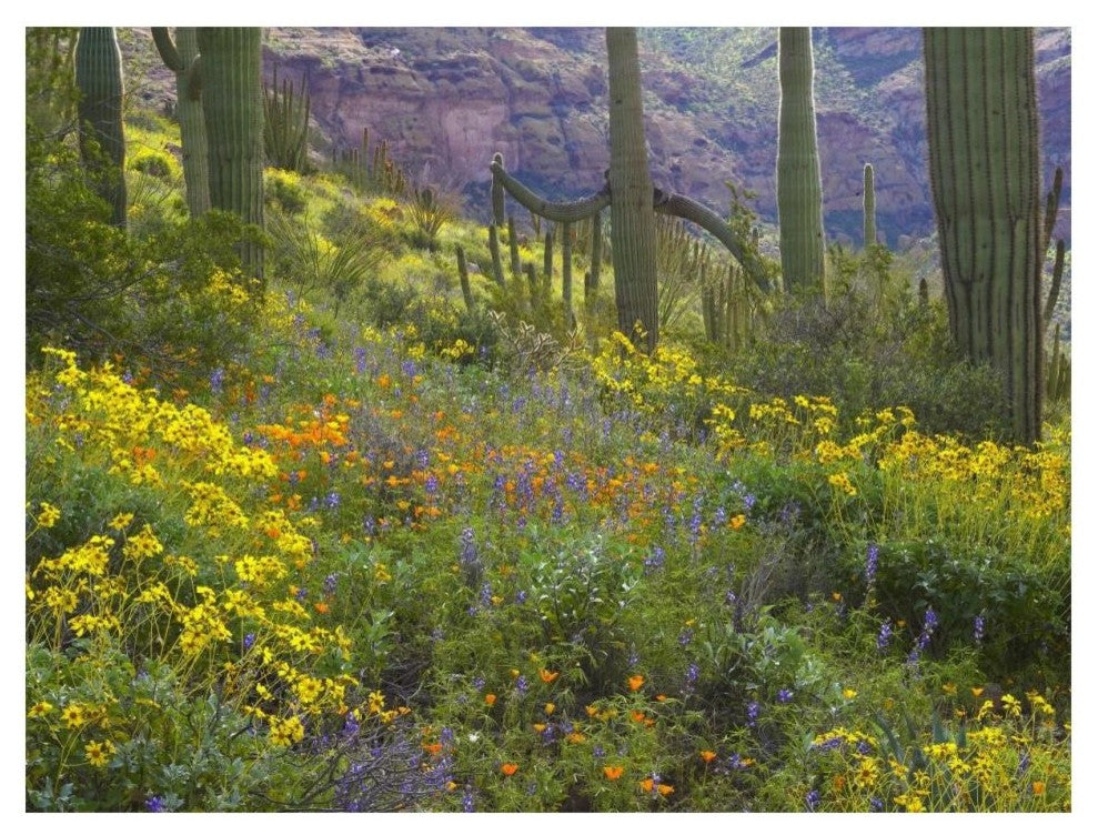 "Saguaro amid flowering Lupine, Organ Pipe Cactus Monument" Paper Art, 18"x14"