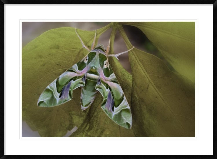 "Cryptic" Framed Digital Print by Jimmy Hoffman, 38"x28"
