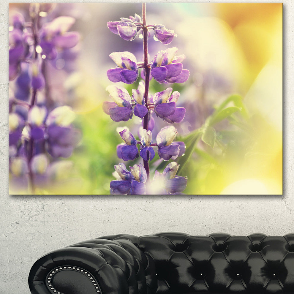 Beautiful Close Up of Blue Lupin Flowers,  Flower Canvas Print, 40"x30"