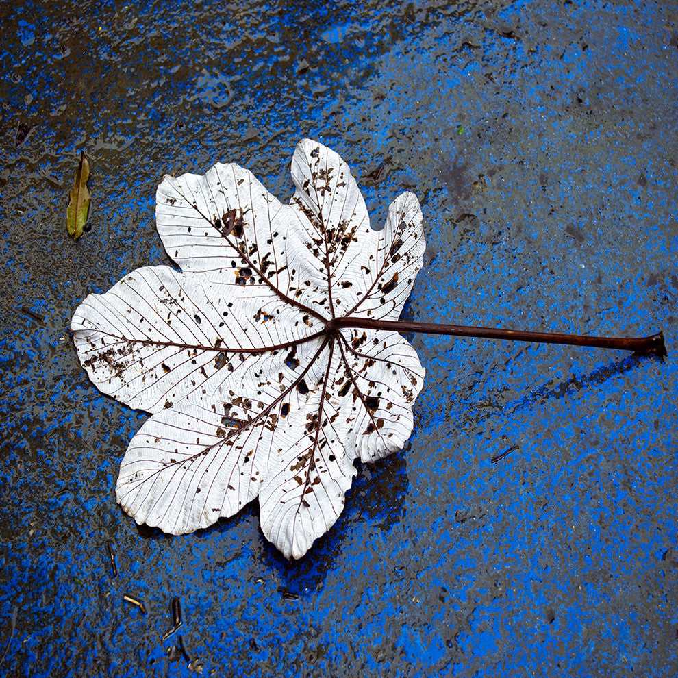 "Fallen" Canvas, 45"x45"