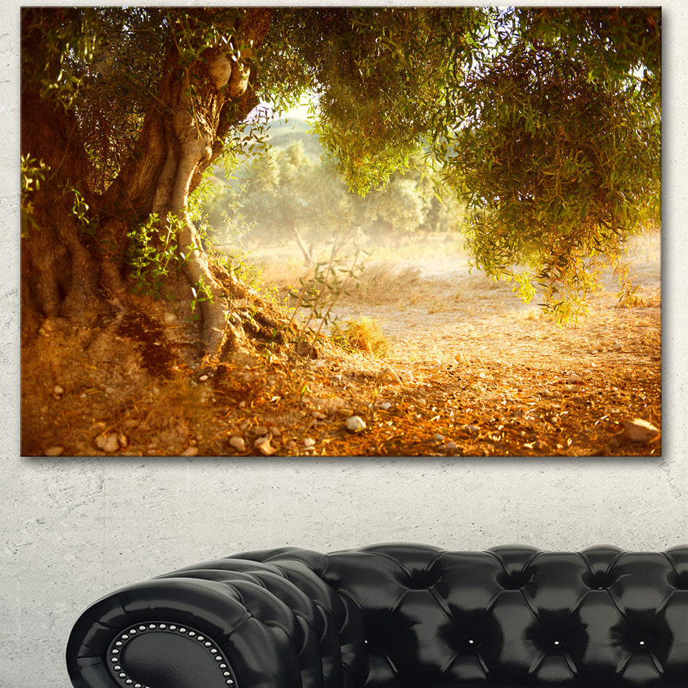 Beautiful Old Olive Tree, Large Landscape Canvas Art Print, 60"x28"