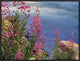 "Fireweed against flowing stream, North America"  by Tim Fitzharris, 25x19"