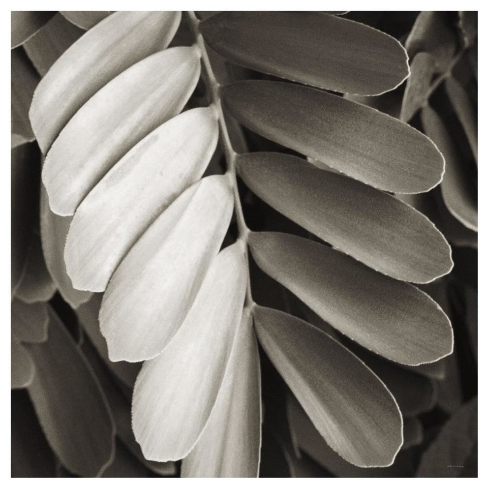 "Tropical Plant I" Digital Paper Print by Debra Van Swearingen, 42"x42"