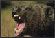 "Grizzly Bear calling, North America"  by Tim Fitzharris, 19x13"
