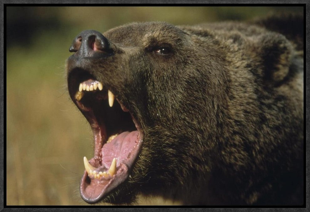 "Grizzly Bear calling, North America"  by Tim Fitzharris, 19x13"