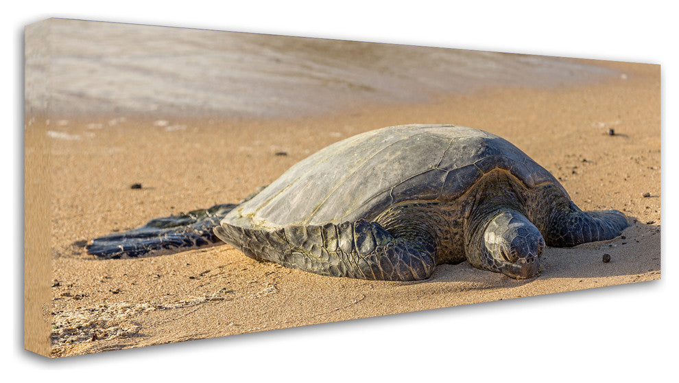 Pierre Leclerc 'Hawaiian Green Sea Turtle' Canvas Art, 19x8