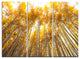 "Autumn Bamboo Grove in Yellow" Wall Art, 3 Panels, 36"x28"