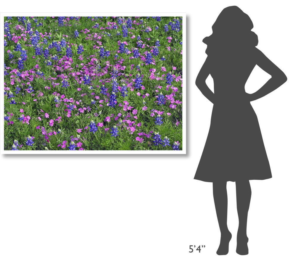 "Sand Bluebonnet and Pointed Phlox" Paper Print by Tim Fitzharris, 50"x38"