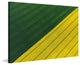 "Green and Yellow Crops" Painting Print on Wrapped Canvas