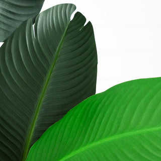 Close-up of leaf detail on white background (alternate_white_close).