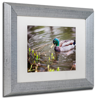 Jason Shaffer 'Mallard' Matted Framed Art, Silver Frame, White Mat, 14x11