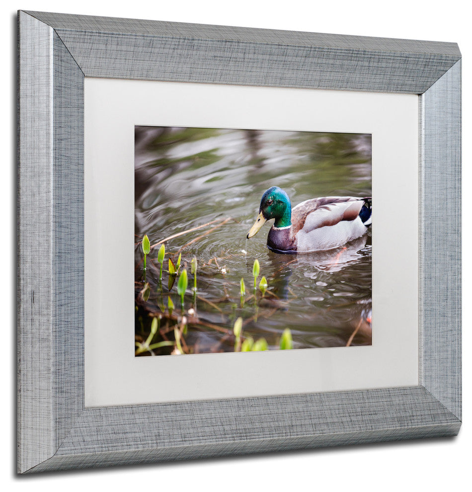 Jason Shaffer 'Mallard' Matted Framed Art, Silver Frame, White Mat, 14x11